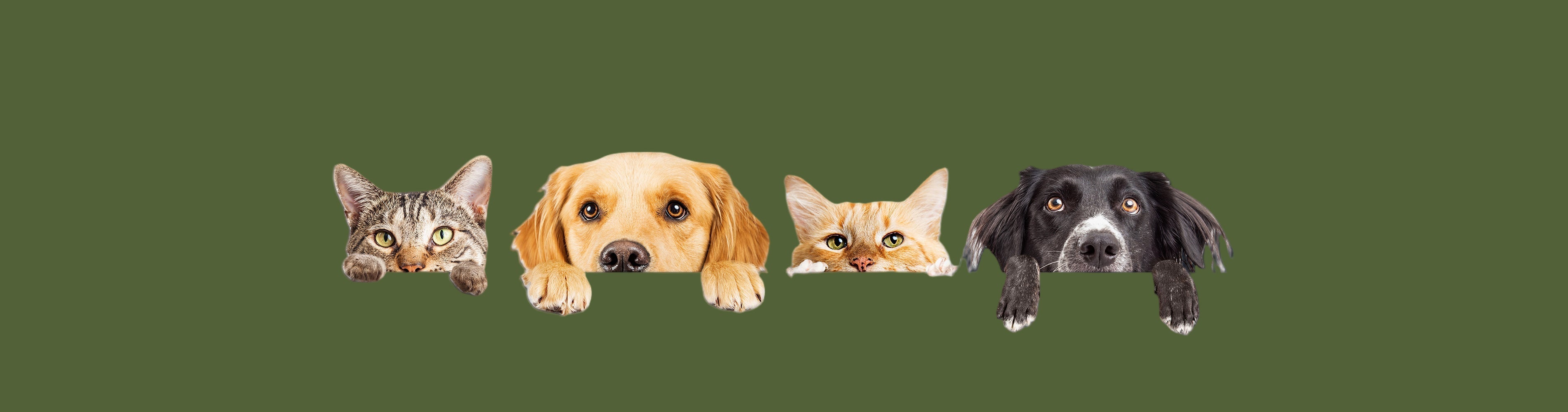 Home Page Banner Image